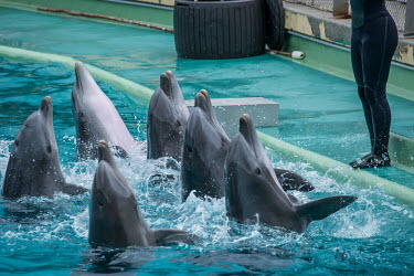 Dolphins held captive to perform tricks for human entertainment, Delphinarium Parc Asterix, France pet,zoo,captured,held,Captive,zoological,Tourism,Human impact,human influence,anthropogenic,Trafficking,wildlife trafficking,animal trafficking,animal traffic,black market,wildlife traffic,Bottlenose