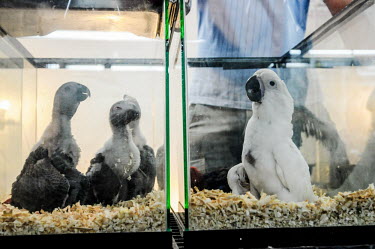 African grey parrot kept in unhealthy conditions at Chatuchak market, Thailand cockatoo,caged,trapped,pet trade,African grey parrot,Psittacus erithacus,Parrots,Psittaciformes,Parakeets, Macaws, Parrots,Psittacidae,Chordates,Chordata,Aves,Birds,African gray parrot,grey parrot,Agr
