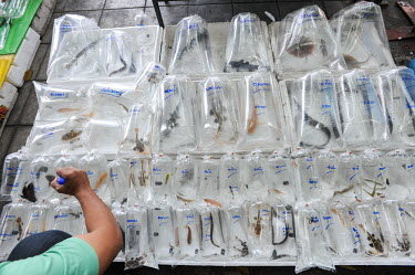 Fish kept in plastic bags at Chatuchak market, Thailand fish,pet trade,market