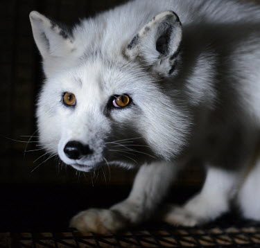 Arctic fox held in a cage at a fur farm in Quebec, Canada panic,panicked,worried,scared,Afraid,Human impact,human influence,anthropogenic,pet,zoo,captured,held,Captive,zoological,Sad,upset,sadness,negative,sad,farmed land,farm land,farmland,Farming,industry,