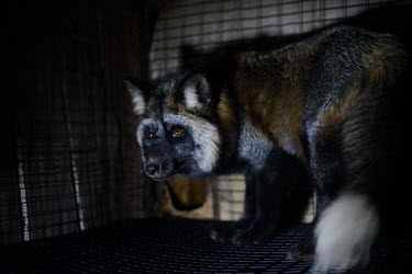 Raccoon dog held in a cage at a fur farm in Quebec, Canada negative,sad,pet,zoo,captured,held,Captive,zoological,farmed land,farm land,farmland,Farming,industry,farm,Human impact,human influence,anthropogenic,panic,panicked,worried,scared,Afraid,coat,furry,pe