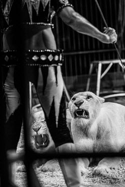 Lions being beaten into submission at a circus in France panic,panicked,worried,scared,Afraid,Tourism,guarded,guard,danger,Defensive,defense,protecting,guarding,defence,protective,warn,warning,protect,warns,Sad,upset,sadness,Aggression,Aggressive,Traffickin