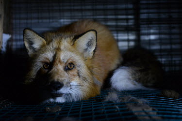 Red fox held in a cage at a fur farm in Quebec, Canada Red fox,Vulpes vulpes,Chordates,Chordata,Mammalia,Mammals,Carnivores,Carnivora,Dog, Coyote, Wolf, Fox,Canidae,Renard Roux,Zorro Rojo,ZORRO,Asia,Africa,Common,Riparian,Terrestrial,Animalia,vulpes,Omniv