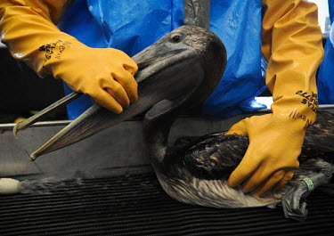 Tri-State staff member Heather Nevill holds a newly de-oiled brown pelican during the final rinse spillage,Oil spill,oil leak,oil spillage,Animal rescue,rescued,Human impact,human influence,anthropogenic,Fossil fuel,Fossil Fuels,fuel,Pollutants,Pollution,Oil,Resource exploitation,Brown pelican,Pel
