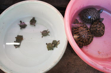 Terrapins kept in cramped conditions at a Vietnamese market