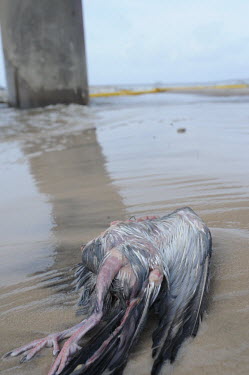 A seabird, dead likely as a result of an oil spill bird,birds,Deepwater Horizon,BP,BP oil spill
