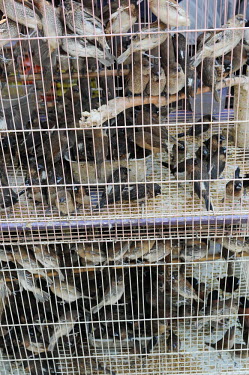 Birds kept in sad, cramped conditions at a Vietnamese market Resource exploitation,Human impact,human influence,anthropogenic