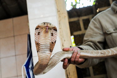 Cobra being sold in a Vietnamese market Human impact,human influence,anthropogenic,Resource exploitation,Animalia,Chordata,Reptilia,Squamata,Elapidae,cobra,cobras,snake,snakes,reptile,market