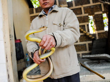 Snake being sold in a Vietnamese market humans,human,People,homo sapiens,persons,person,homo sapien,Animalia,Chordata,Reptilia,Squamata,snake,snakes,reptile,market