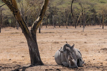 White rhino resting in shade, Kenya savannahs,savana,savannas,shrubland,savannah,Savanna,Grassland,environment,ecosystem,Habitat,Terrestrial,ground,White rhinoceros,Ceratotherium simum,Rhinocerous,Rhinocerotidae,Perissodactyla,Odd-toed