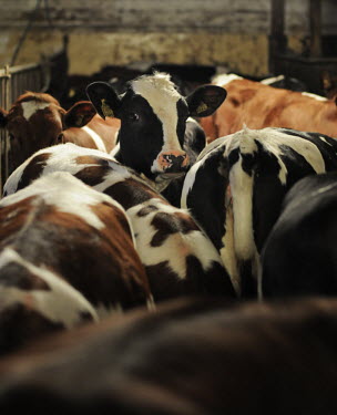 Dairy cows herded together in cramped spaces at farm in Sweden Cattle,Bos taurus