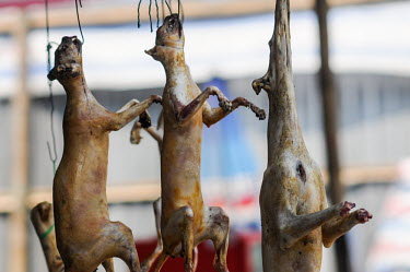 Bushmeat and dog hanging for sale in a Vietnamese market Stage,Dead
