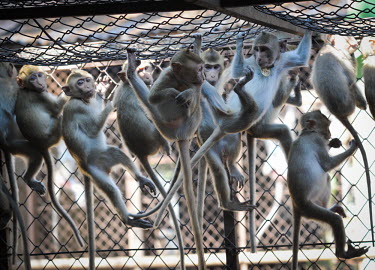 Crab-eating macaques held at a breeding facility likely to be sold to laboratories, Laos Crab-eating macaque,Macaca fascicularis,Mammalia,Mammals,Chordates,Chordata,Primates,Old World Monkeys,Cercopithecidae,Cynomolgus monkey,long-tailed macaque,Macaca Cangrejera,Macaque Crabier,Macaque D