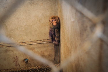 Frightened crab-eating macaques held at a breeding facility likely to be sold to a laboratory, Laos Crab-eating macaque,Macaca fascicularis,Mammalia,Mammals,Chordates,Chordata,Primates,Old World Monkeys,Cercopithecidae,Cynomolgus monkey,long-tailed macaque,Macaca Cangrejera,Macaque Crabier,Macaque D