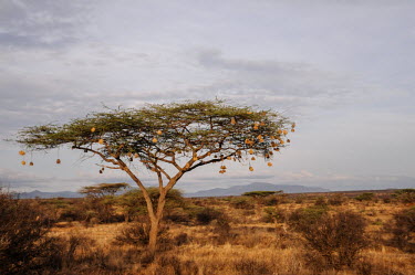 Weaver bird nests hang in a tree, Kenya Terrestrial,ground,nests,nesting,Nest,savannahs,savana,savannas,shrubland,savannah,Savanna,environment,ecosystem,Habitat,Grassland,weaver bird,bird,birds,Aves,Passeriformes,Ploceidae
