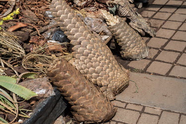 Muti market in Africa selling animal parts Dead,Stage,muti,market,animal skin,carcass,scales,pangolin