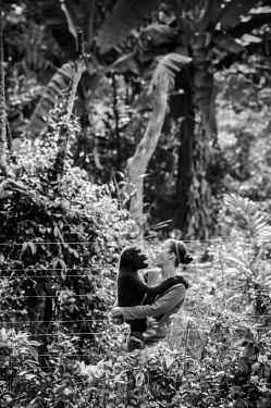 Ape Action Africa sanctuary in Cameroon Western gorilla,Gorilla gorilla,Primates,Mammalia,Mammals,Chordates,Chordata,Hominids,Hominidae,Gorila,Gorille,Endangered,Gorilla,gorilla,Animalia,Africa,Tropical,Herbivorous,Terrestrial,Arboreal,Appe