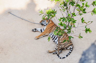 Tiger Temple in Thailand, tigers are chained to the ground so they can't escape chain,chained,chains,locked,prisoner,victim,sad,captive,Tiger,Carnivores,Carnivora,Mammalia,Mammals,Chordates,Chordata,Felidae,Cats,Tigre,Panthera,Tropical,Appendix I,tigris,Carnivorous,Extinct,Asia,T