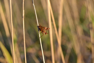 Flies mating, USA Close up,Grassland,Macro,macrophotography,wildflower meadow,Meadow,environment,ecosystem,Habitat,Terrestrial,ground,fly,flies,insect,insects,invertebrate,invertebrates,Animalia,Arthropoda,Antliophora,