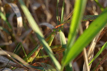 Chinese mantis camouflaged in grass, USA mantis,preying mantis,Animalia,Arthropoda,Insecta,Mantodea,Mantidae,Tenodera sinensis,Chinese mantis