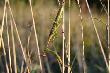 Carolina mantis camouflaged in grass, USA mantis,preying mantis,Animalia,Arthropoda,Insecta,Mantodea,Mantidae,Stagmomantis carolina,Carolina mantis