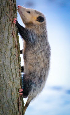Virginia opossum climbing a tree, USA action,movement,move,Moving,in action,in motion,motion,climber,climb,Climbing,opossum,Mammalia,Virginia opossum,didelphis virginiana,chordata,marsupialia,didelphimorphia,didelphis,didelphidae,didelphi