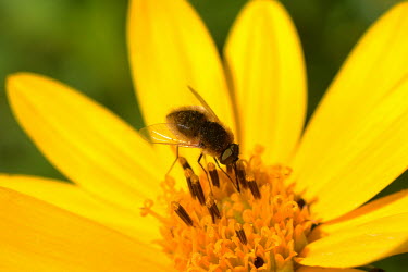 Bee fly, USA Terrestrial,ground,Macro,macrophotography,wildflower meadow,Meadow,Close up,Grassland,environment,ecosystem,Habitat,arthropoda,diptera,bee fly,Insecta,bombyliidae,orthorrhapha,bombyliinae,asiloidea,sp