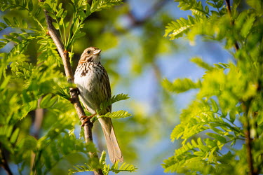 Song sparrow, USA birds,aves,sparrow,song sparrow,melospiza melodia,melospiza,emberizidae,passeriformes,chordata,Song sparrow,Melospiza melodia