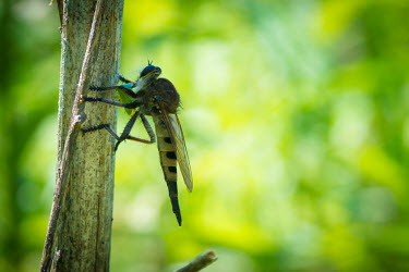 Giant robber fly, USA insect,fly,robber fly,arthropoda,robber,diptera,asilidae,Insecta,hexapoda,promachus,orthorrhapha,asiloidea,asilinae,promachus hinei,giant robber fly,Giant robber fly,Promachus hinei