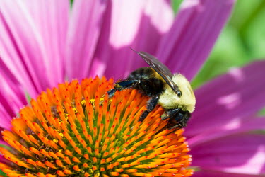 Bumble bee, USA Pink background,Close up,Macro,macrophotography,Orange background,multi-colour,multicolor,multi-color,multi-colored,multicoloured,multicolour,multicolored,Multi-coloured background,Animalia,Arthropoda