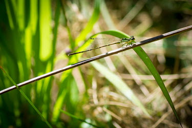 Fragile forktail, USA leaf,leafy,Leafy background,leaves,coloration,Colouration,yellow,colours,color,colors,Colour,Macro,macrophotography,Green background,Green,Close up,Greenery,foliage,vegetation,insect,insects,damselfly