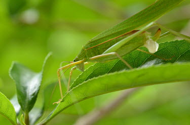 Bush cricket - Vietnam leaf,leafy,Leafy background,leaves,Greenery,foliage,vegetation,Close up,Macro,macrophotography,katydid,bush cricket,Animalia,Insecta,Orthoptera,Ensifera,Tettigoniidae,Bush cricket