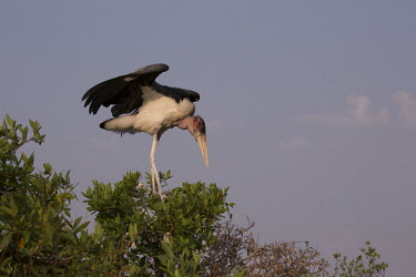 Marabou stork - Botswana, Africa Marabou stork,Leptoptilos crumeniferus,Aves,Birds,Ciconiiformes,Herons Ibises Storks and Vultures,Chordates,Chordata,Storks,Ciconiidae,Marabou,Marabout d'Afrique,Least Concern,Flying,Carnivorous,Savan