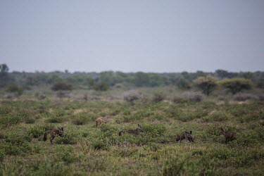 Bat-eared foxes being watched by a jackal - Botswana, Africa Grassland,herds,gamming,Herd,herding,assemble,Shrubland,savannahs,savana,savannas,shrubland,savannah,Savanna,environment,ecosystem,Habitat,Terrestrial,ground,Bat-eared fox,Otocyon megalotis,Mammalia,M