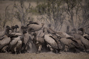 White-backed vulture clamber over one another to reach a carcass - Botswana, Africa food,feed,hungry,eat,hunger,Feeding,eating,White-backed vulture,Gyps africanus,Accipitridae,Hawks, Eagles, Kites, Harriers,Falconiformes,Hawks Eagles Falcons Kestrel,Aves,Birds,Chordates,Chordata,Afri