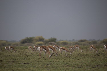 Dorcas gazelle - Botswana, Africa herds,gamming,Herd,herding,assemble,Dorcas gazelle,Gazella dorcas,Chordates,Chordata,Even-toed Ungulates,Artiodactyla,Bovidae,Bison, Cattle, Sheep, Goats, Antelopes,Mammalia,Mammals,Gacela Dorcas,Gaze