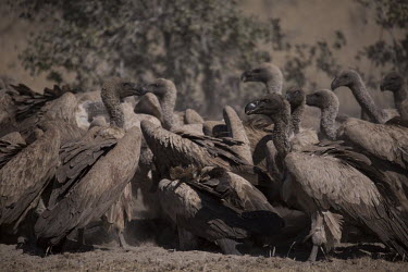 White-backed vulture flock around an animal carcass - Botswana, Africa food,feed,hungry,eat,hunger,Feeding,eating,White-backed vulture,Gyps africanus,Accipitridae,Hawks, Eagles, Kites, Harriers,Falconiformes,Hawks Eagles Falcons Kestrel,Aves,Birds,Chordates,Chordata,Afri