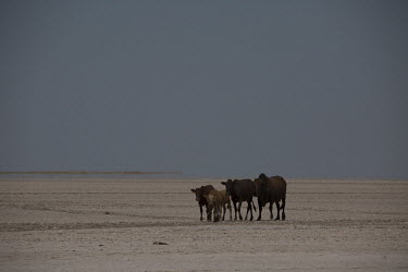 Cattle - Botswana, Africa cattle,bos taurus,livestock,Bos taurus