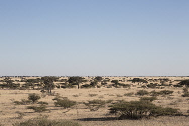 Acacia and thorn trees scattered across grassland  - Botswana, Africa Terrestrial,ground,Grassland,Plains,plain,environment,ecosystem,Habitat,tree,acacia tree,landscape