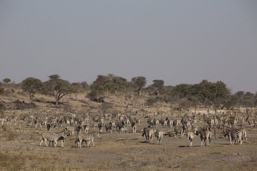 A herd of plains zebra - Botswana, Africa herds,gamming,Herd,herding,assemble,Plains zebra,Equus quagga,Chordates,Chordata,Perissodactyla,Odd-toed Ungulates,Equidae,Horses, Donkeys, Zebras,Mammalia,Mammals,painted zebra,common zebra,Equus bur