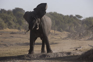 African elephant - Botswana, Africa African elephant,Loxodonta africana,Elephants,Elephantidae,Chordates,Chordata,Elephants, Mammoths, Mastodons,Proboscidea,Mammalia,Mammals,savanna elephant,Loxodonta africana africana,�l�phant d'Afriqu