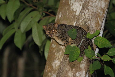 Marbled cat - Malaysia hidden,crypsis,Camouflage,camo,disguise,disguised,camouflaged,coloration,Colouration,forests,Forest,environment,ecosystem,Habitat,Terrestrial,ground,patterns,patterned,Pattern,reticulated,Arboreal,tre
