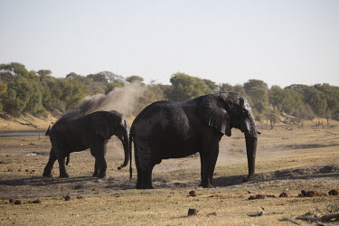 African elephant - Botswana, Africa family,African elephant,Loxodonta africana,Elephants,Elephantidae,Chordates,Chordata,Elephants, Mammoths, Mastodons,Proboscidea,Mammalia,Mammals,savanna elephant,Loxodonta africana africana,Éléphant