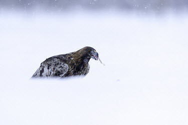 Golden eagle - Sweden snowy,Snow,evergreen,Evergreen forest,forests,Forest,environment,ecosystem,Habitat,White background,chilly,Cold,wintery,cold,Winter,snow,Snowy background,Terrestrial,ground,eagle,raptor,bird of prey,b