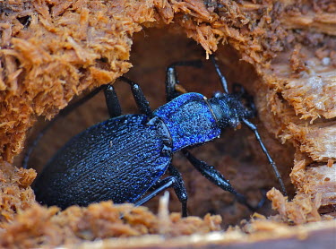 Blue ground beetle - France Close up,colours,color,colors,Colour,Terrestrial,ground,azul,Blue,bright colour,bright,Colourful,brightly coloured,colorful,bright colours,exoskeleton,coloration,Colouration,blur,selective focus,blurr