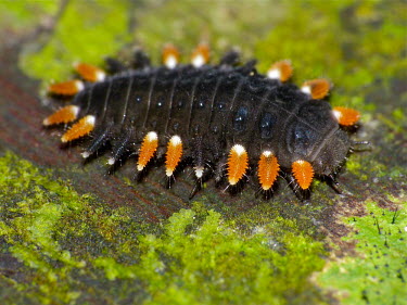 Handsome fungus beetle larva - Malaysia colours,color,colors,Colour,bright colour,bright,Colourful,brightly coloured,colorful,bright colours,Macro,macrophotography,environment,ecosystem,Habitat,Terrestrial,ground,coloration,Colouration,exos
