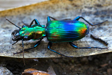 Ground beetle - Malaysia azul,Blue,metallic,blur,selective focus,blurry,depth of field,Shallow focus,blurred,soft focus,coloration,Colouration,exoskeleton,Terrestrial,ground,Close up,Green,colours,color,colors,Colour,environm