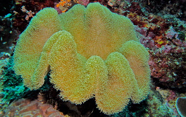 Leather coral spp. - Indonesia Underwater,colours,color,colors,Colour,Sea,seas,Multi-coloured,multicoloured,multi-colored,colorful,multicolored,colourful,reef,Coral reef,tropics,tropic,reefs,corals,tropical,coral structure,coral,co