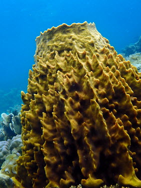 Giant barrel sponge - Philippines reef,coral reef,Giant barrel sponge,Xestospongia muta
