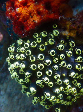 Sea squirt - Philippines reef,coral reef,sea squirt,Animalia,Tunicata,tunicate,Sea squirt,Tunicate,Ascidiella aspersa